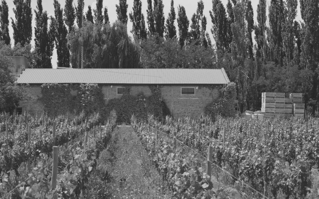 Noemia de la Patagonia